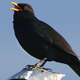 Illustration for article titled National Wildlife Health Center determines cause of blackbird death